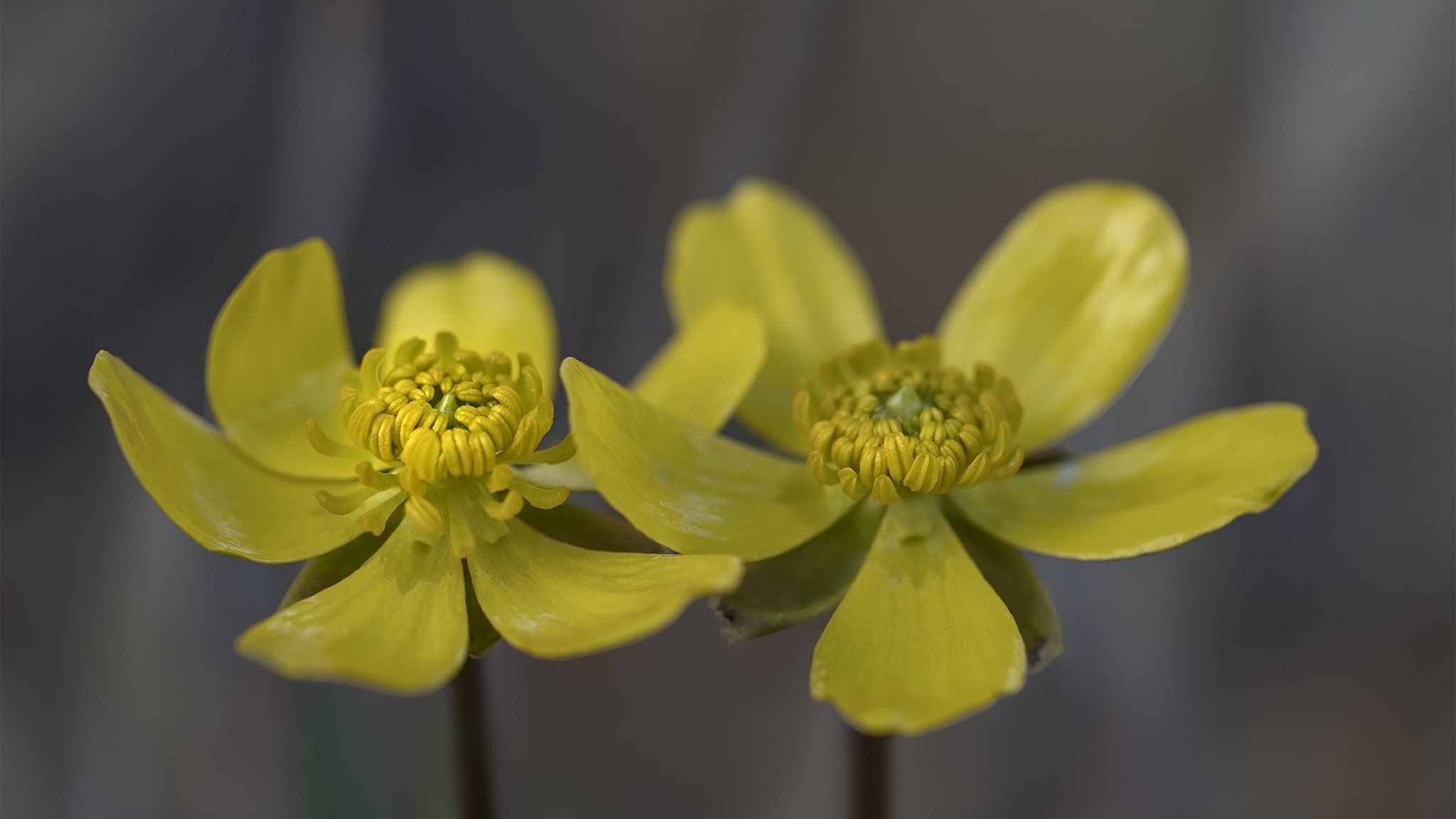 Sagebrush Buttercup